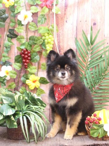 20230806獅子丸くん